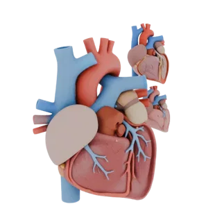 Vascular Heart 3D Asset for Engineering Sim Studios
