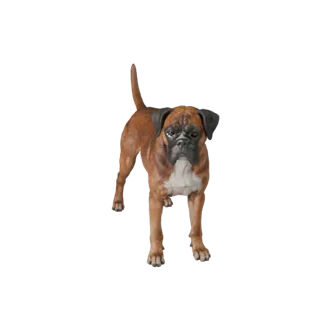 Realistic Boxer Dog 3D Model - Rigged PBR Asset for Games | PBR