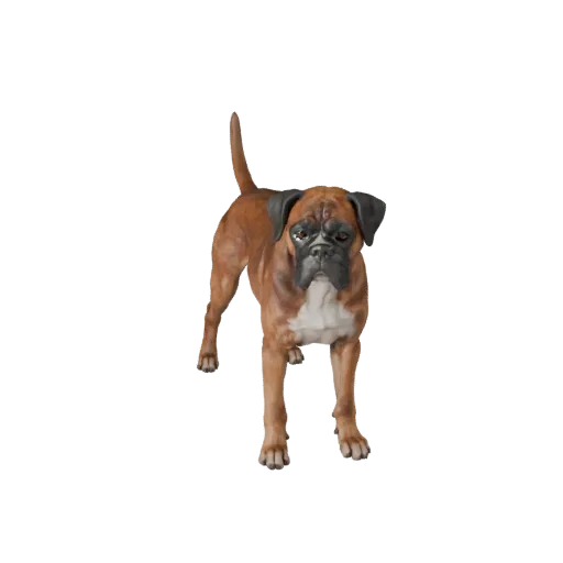 Realistic Boxer Dog 3D Model - Rigged PBR Asset for Games | PBR