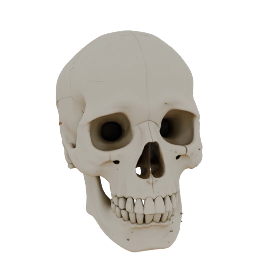 Gelenk-Schädel 3D-Druck-Asset für Hobbyzwecke