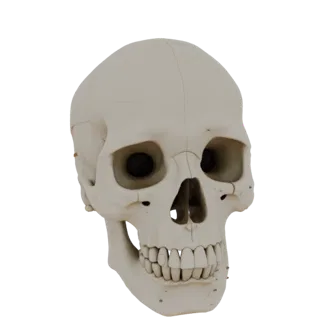 Printable Joint Skull 3D Print Asset for Hobby Use