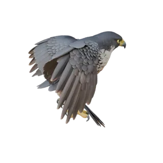 High Poly Peregrine Falcon 3D Model - STL Asset for Printing