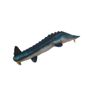 Modelo 3D de um Esturjão Azul nadando, com escamas azul iridescente e pose dinâmica.