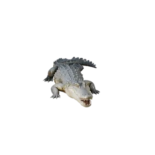 Crocodile 3D Model for Unity - Game Ready Asset, FBX | Royalty-Free