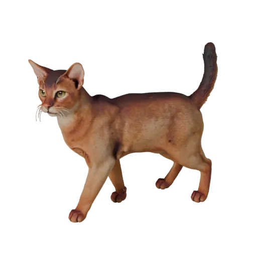 Modelo 3D de gato abisinio realista, render de vida silvestre en vista lateral, activo de animal listo para animación con con