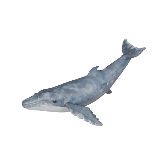 Modelo 3D de Baleia Azul Realista, render de vida selvagem em vista lateral, asset animal pronto para animação com membranas