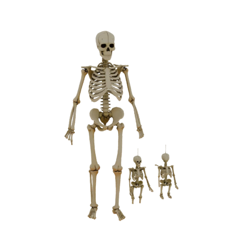 Ganzkörper Handknochen 3D-Asset für AR-Browserseiten