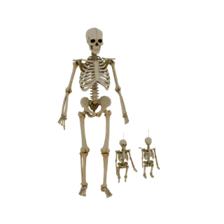 Full Body Hand Bones 3D Asset for AR Browser Pages