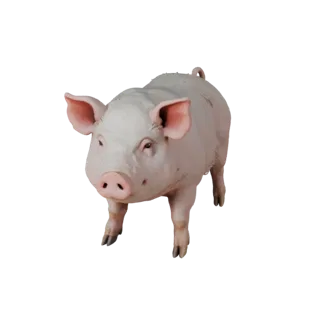 Pig 3D Model for Unity - Game Ready Asset, FBX | Royalty-Free