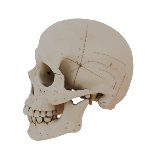 Simulation Ready Skull 3D Sim Asset for Studio Use