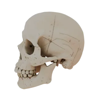 Simulation Ready Skull 3D Sim Asset for Studio Use
