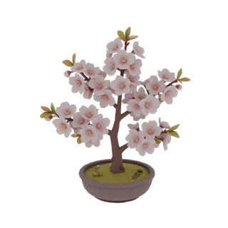 Blooming Cherry Blossom in Pot