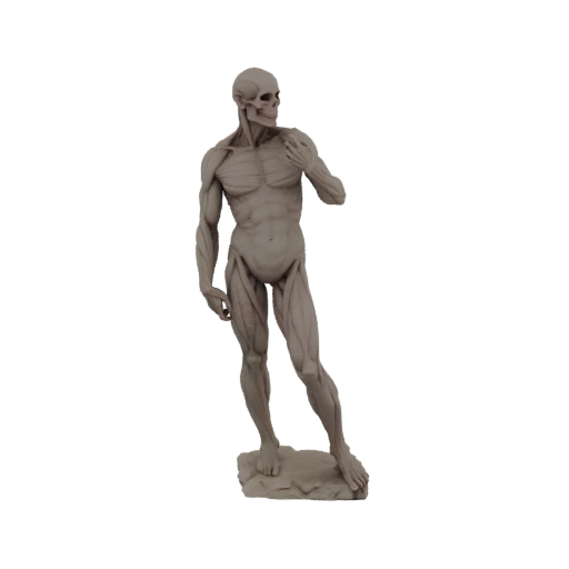 Anatomical Muscular Man Statue