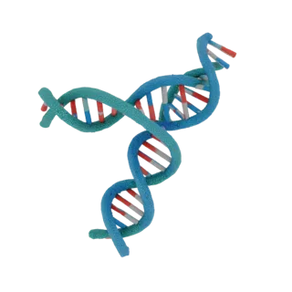 Detailed 3D DNA Double Helix Model