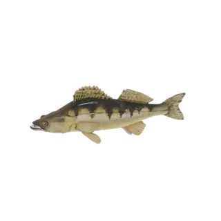 Zander Fish 3D Model