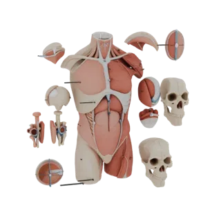 Kit Anatomia Torace Sezionato 3D per Simulazione