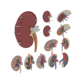 Vascular Kidney 3D Print Ready Asset for Hobby STL