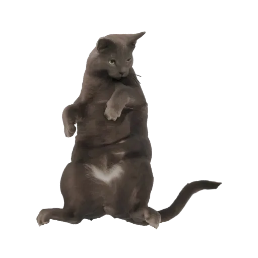 A 3D model of a grey cat standing upright on its hind legs, looking to the side with its front paws raised.