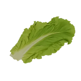 Fresh Green Lettuce Leaf 3D Model