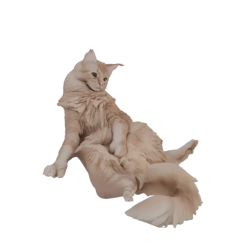 3D-Modell einer flauschigen roten Katze sitzend mit eingekringeltem Schwanz, blickt zur Seite.