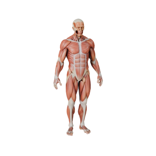 Набор 3D-моделей анатомии человека для казуальных игр