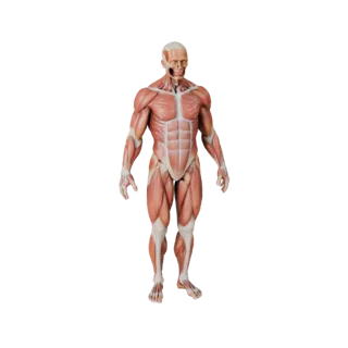 Kit Anatomia Muscoli Umani 3D per Giochi Casual