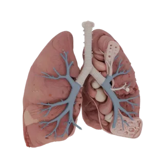 Realistic Vascular Lung 3D Studio Asset for Cinema