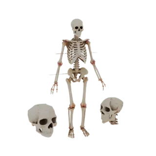 Full Body Skeleton 3D Classroom Asset for Lectures