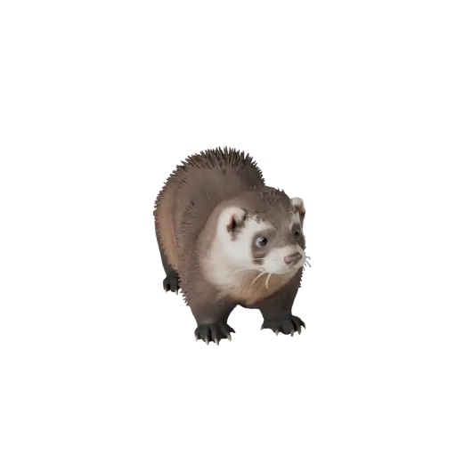 Modelo 3D de furão, vista lateral da câmera de gameplay, asset de animal pronto para Unity com detalhamento de superfície, ri