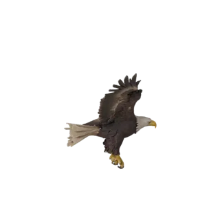 Realistic Bald Eagle 3D Model - Rigged PBR Asset for Games