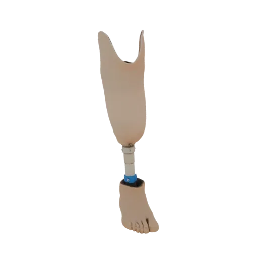 3D model of a prosthetic leg, showing the socket, connecting tube, and a realistic foot with toes.