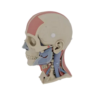 Printable Sectioned Head Anatomy Kit 3D Print Asset