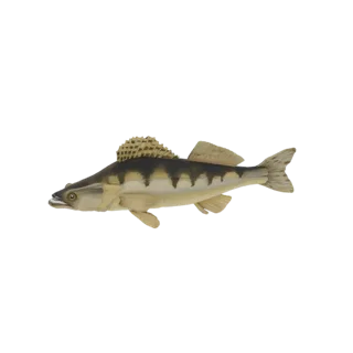 Zander Fish 3D Model