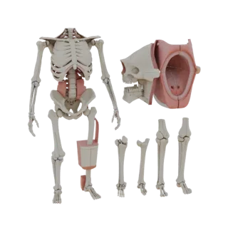 Human Joint Anatomy Kit 3D Asset for Studio Renders