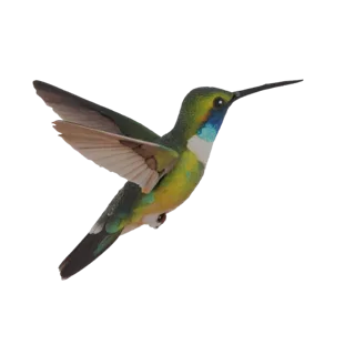 3D model of a hummingbird in flight, with green and yellow plumage, spread wings, and a long beak
