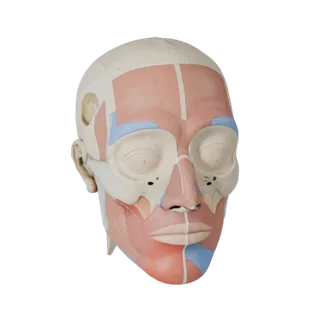 Modular Head Anatomy Kit 3D Asset for Casual Games