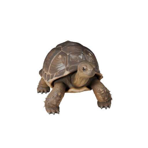 Modello 3D Tartaruga Realistica - Asset PBR Rigged per Giochi | PBR
