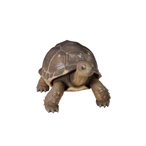 Realistisches Schildkröten 3D-Modell, Seitenansicht Wildlife-Rendering, animationsbereites Tier-Asset mit klarer Anatomie, na