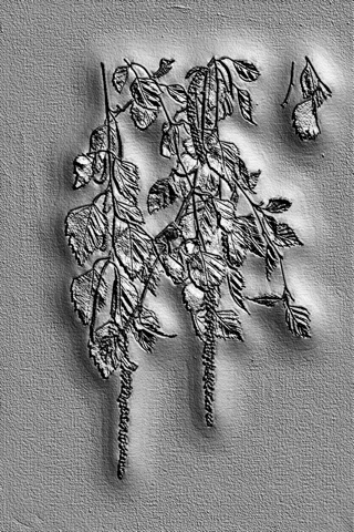 3D model of birch catkins bas-relief in engraving style, with detailed leaves and hanging catkins on a textured background.