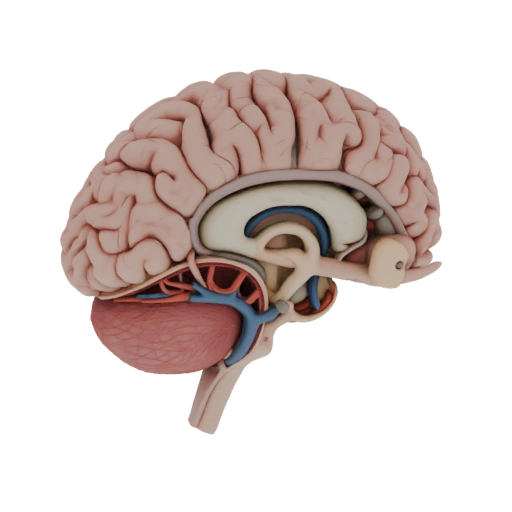 Vascular Brain 3D Asset for Cinematic Film and VFX