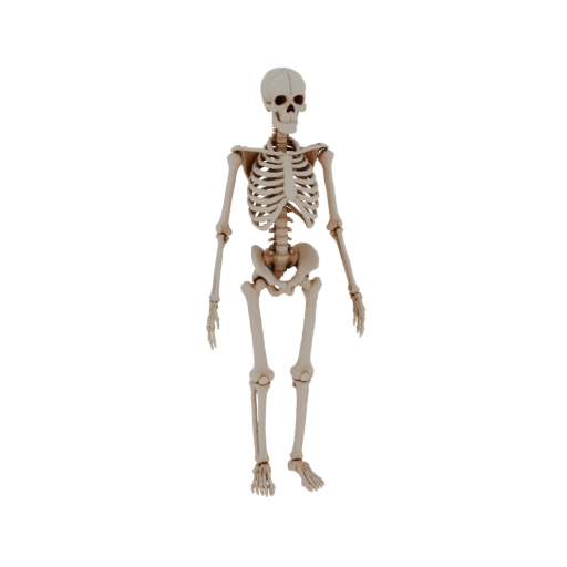 Full Body Skeleton 3D Asset for Hobby STL Printing