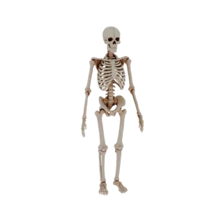 Full Body Skeleton 3D Asset for Hobby STL Printing