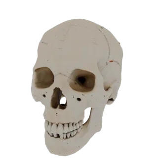 Education Ready Spine Skull 3D Asset for Study Use