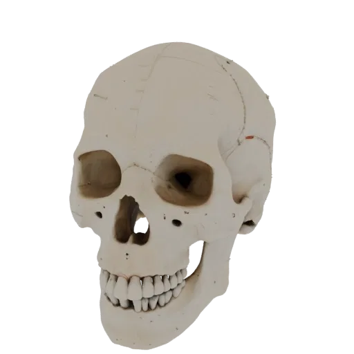 Spine Skull Education 3D model, three-quarter training render, showing bone surfaces, skeletal landmarks.
