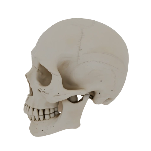 Skull Skeleton 3D Asset for Classroom and Lab Labs