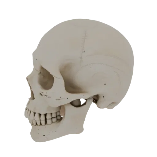 Skull Skeleton Education 3D model, three-quarter training render, showing bone surfaces, skeletal landmarks.