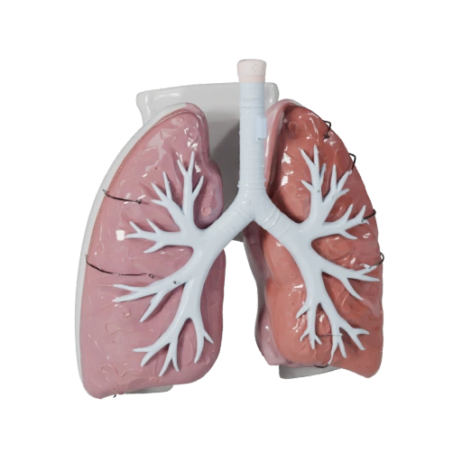 Stylized Teaching Lung 3D Asset for Casual Engines