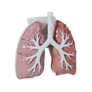 Stylized Teaching Lung 3D Asset for Casual Engines
