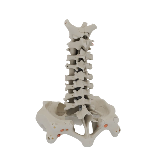 Skull Spine Column 3D Asset for Hobby STL Printing