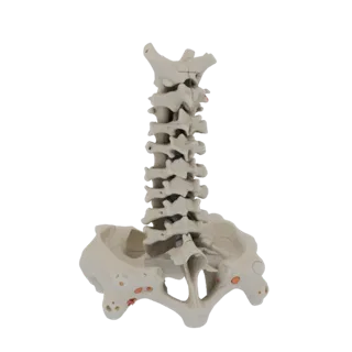 Skull Spine Column 3D Asset for Hobby STL Printing